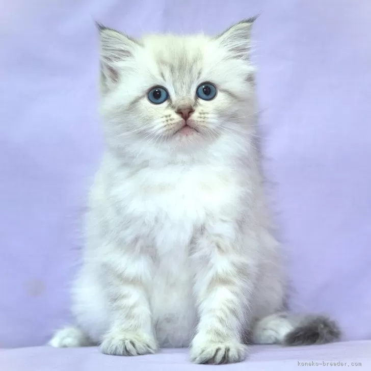 ID:2312-02850の子猫