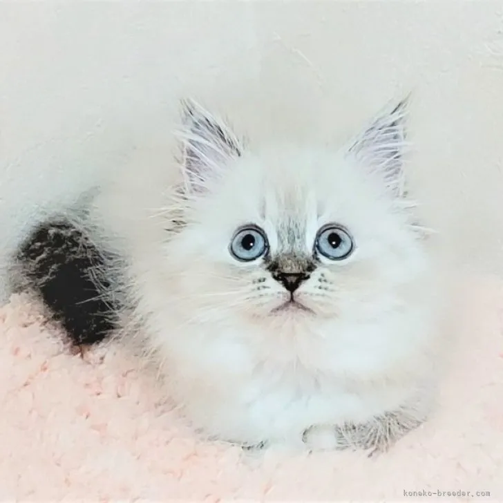 ID:2307-02349の子猫