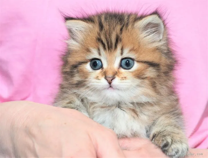 ID：2105-00485の子猫