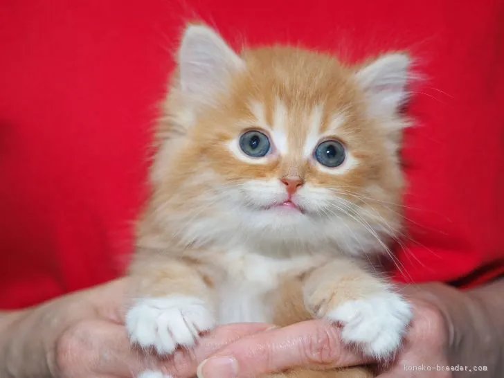 ID：1909-00728の子猫