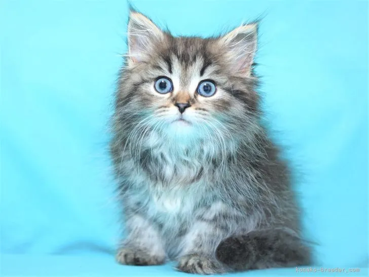 ID：2203-01619の子猫