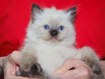 ラグドール【三重県・女の子・2019年9月3日・シールポイント（カラーソックスに注目）】の写真「【特定地域お届け無料】別格キャットショータイプ」