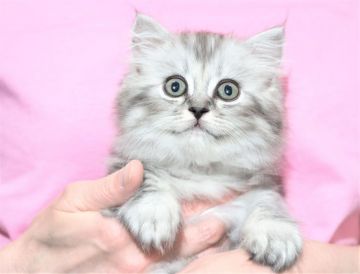 サイベリアン【三重県・女の子・2021年4月21日・シルバータビー&ホワイト（トリプルコートシルクタッチ）】の写真「【特定地域お届け無料】キャットショータイプ」