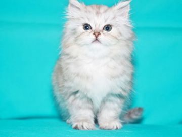 サイベリアン【三重県・男の子・2019年2月25日・シルバータビー&ホワイト（トリプルコート　シルクタッチ）】の写真「【国内に敵無し】キャットショータイプ」