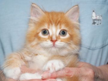 サイベリアン【三重県・男の子・2019年8月8日・レッドタビー&ホワイト（トリプルコート　シルクタッチ）】の写真「【特定地域お届け無料】ブリードタイプ」