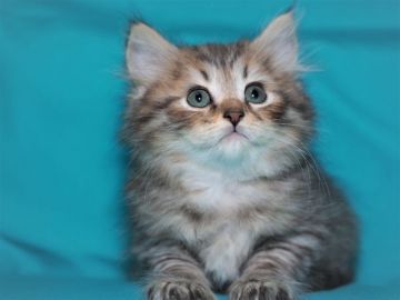 サイベリアン【三重県・男の子・2019年12月25日・ブラウンタビー&ホワイト（トリプルコート　シルクタッチ）】の写真「【特定地域お届け無料】ペットタイプ」
