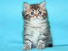 サイベリアン【三重県・男の子・2020年5月21日・ブラウンタビー&ホワイト】の写真1「✿2020年6月25日に撮影しました。（ブログ経由での御契約ありがとうございました）」