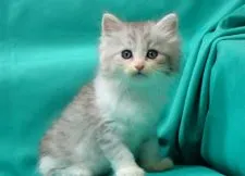 サイベリアン【三重県・男の子・2020年1月11日・ブルータビー&ホワイト】の写真1「✿2020年2月26日に撮影しました。（ブログ経由での御契約ありがとうございました）」