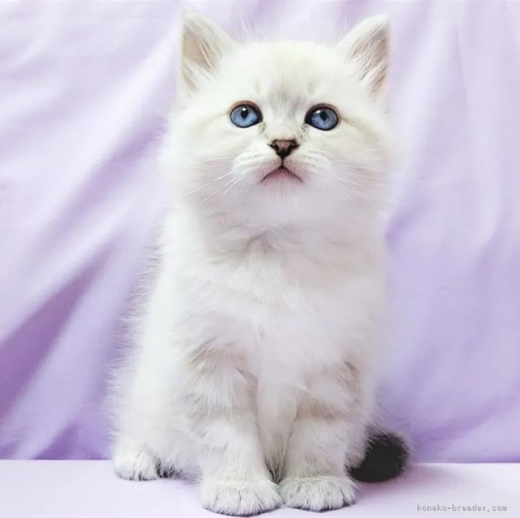 ID:2212-00845の子猫