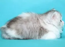 サイベリアン【三重県・女の子・2020年3月23日・シルバータビー&ホワイト】の写真2「✿2020年4月26日に撮影しました。（メスとしては異例の超大型骨太で従順ベタ慣れです）」