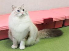 サイベリアン【・女の子・2021年6月8日・シールリンクスポイント】