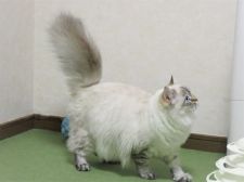 サイベリアン【・女の子・2021年7月16日・シナモンリンクスポイント】