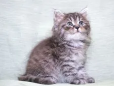 サイベリアン【三重県・男の子・2022年3月19日・ブルースモークタビー】の写真2「✿2022年5月8日に撮影しました。（鼻＆顎先の尖がりも無くキャットショーに最適です）」