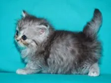 サイベリアン【三重県・男の子・2019年9月27日・シルバータビー&ホワイト】の写真3「✿2019年10月30日に撮影しました。(鼻&顎先の尖がりも無くキャットショーに最適です)」