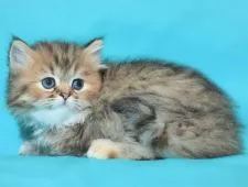 サイベリアン【三重県・女の子・2020年3月31日・ブラウンパッチドタビー&ホワイト】の写真3「✿これが本物純血種サイベリアンのスタンダードです。」