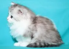 サイベリアン【三重県・女の子・2020年3月23日・シルバータビー&ホワイト】の写真3「✿2020年4月26日に撮影しました。（鼻＆顎先の尖がりも無くキャットショーに最適です）」