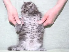 サイベリアン【三重県・男の子・2022年3月19日・ブルースモークタビー】の写真4「✿均整の取れたタビーラインが魅力的です。（毛吹きバツグン！）」