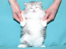 サイベリアン【三重県・女の子・2020年3月23日・シルバータビー&ホワイト】の写真4「✿2020年4月26日に撮影しました。（お腹の肌触り良い純白ヘアが際立ちます）」