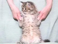 サイベリアン【三重県・男の子・2022年3月14日・ブラウンタビー】の写真4「✿2022年5月13日に撮影しました。（お腹の肌触り良いタビーヘアが際立ちます）」