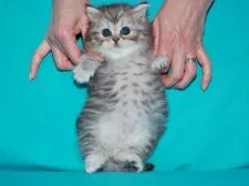 サイベリアン【三重県・男の子・2019年9月27日・シルバータビー&ホワイト】の写真4「✿2019年10月30日に撮影しました。(お腹の肌触り良いタビーヘアが際立ちます)」