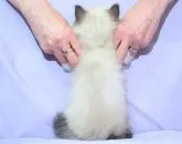 サイベリアン【三重県・男の子・2023年5月20日・シールリンクスポイント】の写真5「✿お客様との一期一会を大切に健康で丈夫な人馴れした子猫さんを安価で譲渡させて頂きたいと思います。」