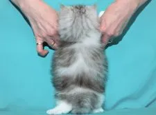 サイベリアン【三重県・女の子・2020年3月23日・シルバータビー&ホワイト】の写真5「✿シルクの様な艶と柔らかさを兼ね備えた被毛が最高です（毛吹きバツグン！！）」
