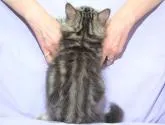 サイベリアン【三重県・男の子・2022年5月23日・ブラウンタビー&ホワイト】の写真5「✿お客様との一期一会を大切に健康で丈夫な人馴れした子猫さんを安価で提供させて頂きたいと思います。」