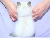 サイベリアン【三重県・男の子・2022年10月25日・シナモンリンクスポイント】の写真5「✿お客様との一期一会を大切に健康で丈夫な人馴れした子猫さんを安価で譲渡させて頂きたいと思います。」