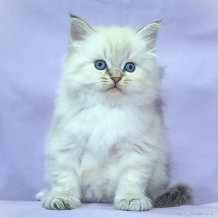 ID：2501-02243の子猫