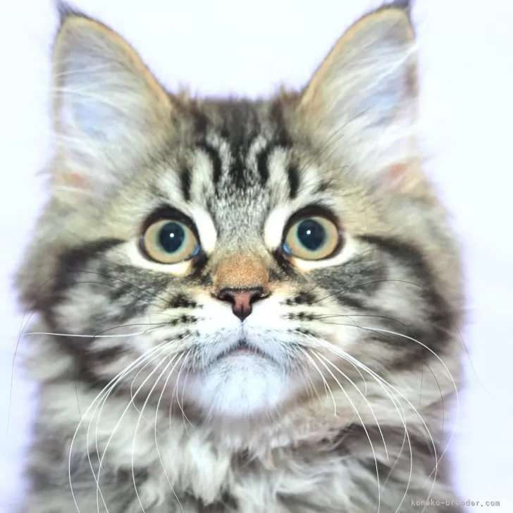 サイベリアン【三重県・男の子・2025年7月10日・スモークブルータビー】の写真1「✿骨太大型で愛嬌ある顔立ちをしています。」