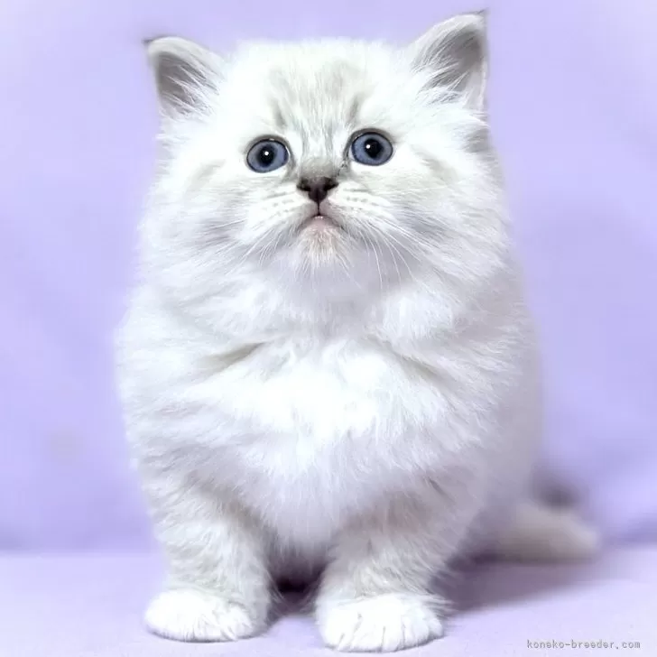 ID:2505-01516の子猫