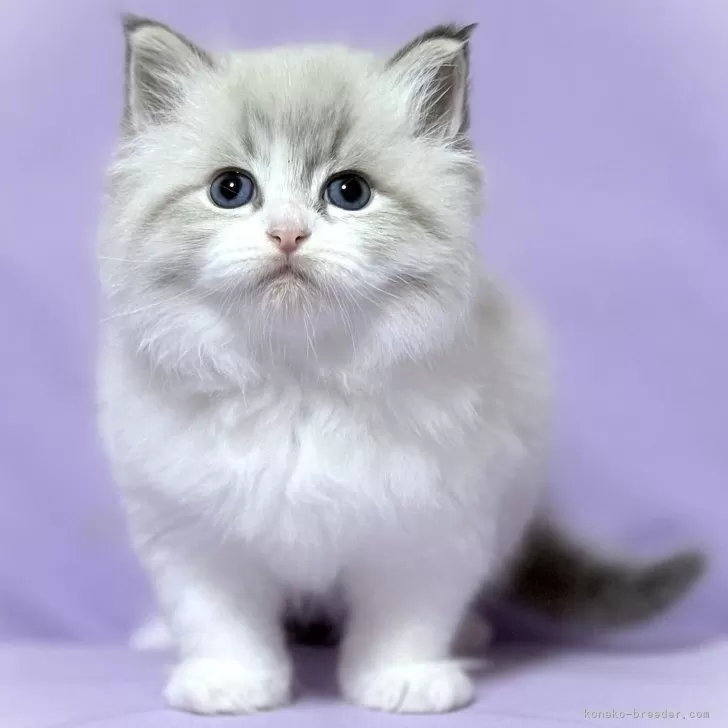 ID:2505-01515の子猫