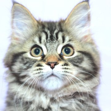 サイベリアン【三重県・男の子・2025年7月10日・スモークブルータビー（トリプルコートシルクタッチ）】の写真「生後３ヶ月が経過していますので安心して飼育できます」