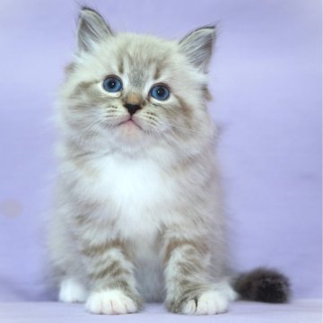 サイベリアン【三重県・女の子・2025年11月3日・シナモンリンクスポイント（トリプルコートシルクタッチ）】の写真「【特定地域お届け無料】キャットショータイプ」