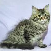 サイベリアン【三重県・男の子・2025年7月10日・スモークブルータビー】の写真2「✿鼻＆顎先の尖がりも無い優良子猫さんです。」