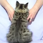 サイベリアン【三重県・男の子・2025年7月10日・スモークブルータビー】の写真5「✿バランスの取れたタビーラインと見事なグラデーションカラーです。」