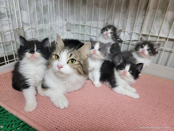 大串房子ブリーダーのブログ：猫ノルウェージャン、離乳中。母猫育児疲れ…。