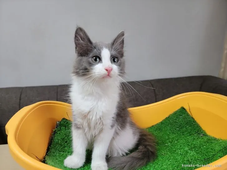 ID：2106-02082の子猫