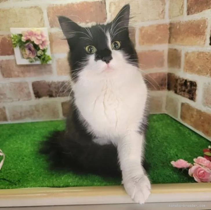 ID：2207-02873の子猫