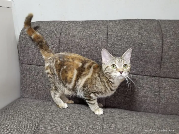 ID：1709-00659の子猫