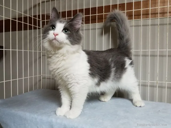 ID：1711-00995の子猫