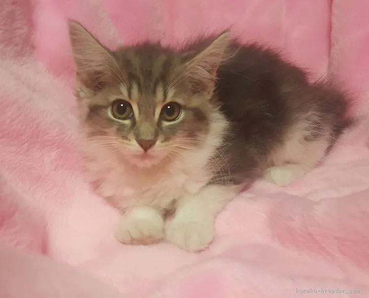 ID：1611-00709の子猫