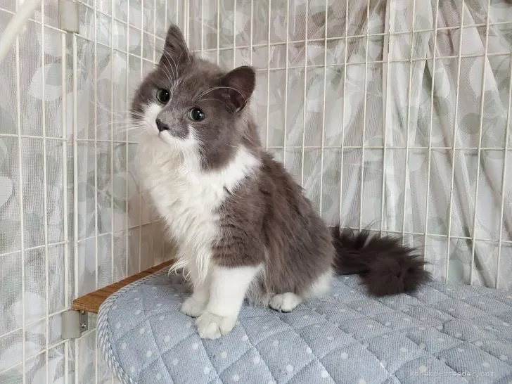 ID：2004-01621の子猫