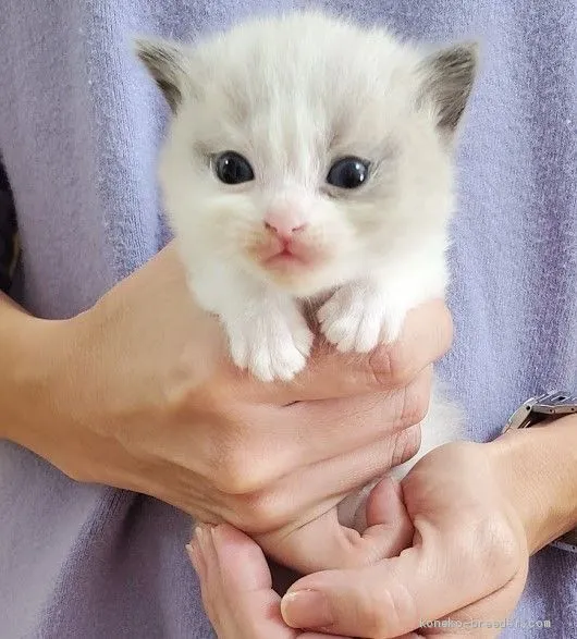 ID：2011-00251の子猫