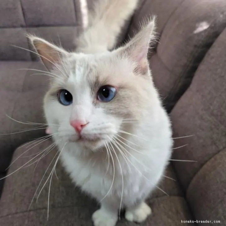 ID:2207-03324の子猫