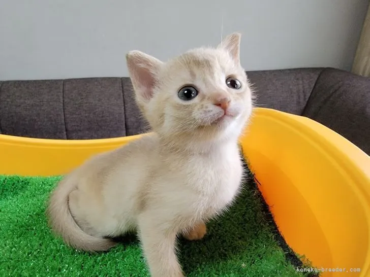 ID：2204-00356の子猫