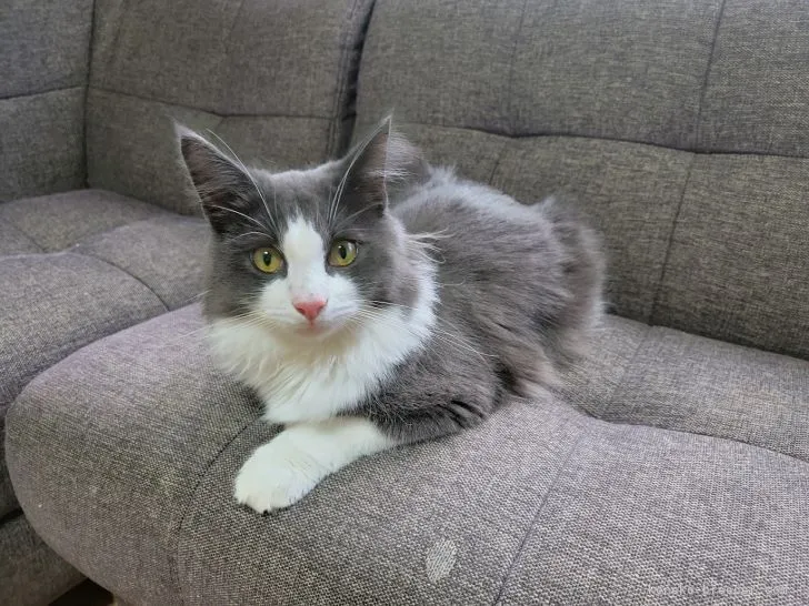 ID:2104-02632の子猫