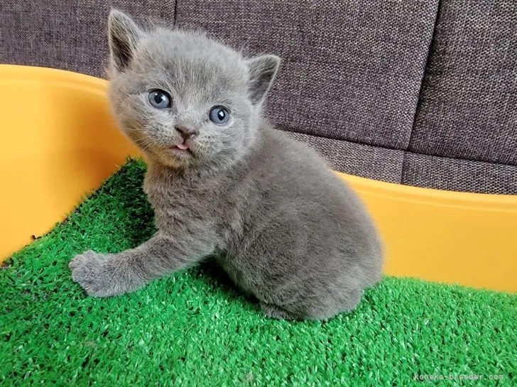 ID:2203-01200の子猫