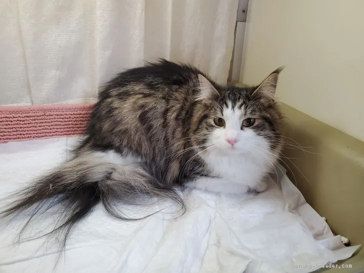 ID：2004-01190の子猫