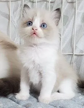 ID:2007-01277の子猫